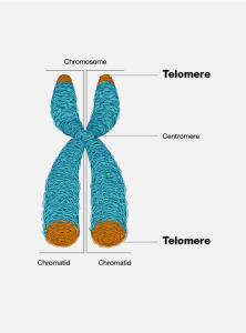 Kromosom med telomer i ändarna. Bild.