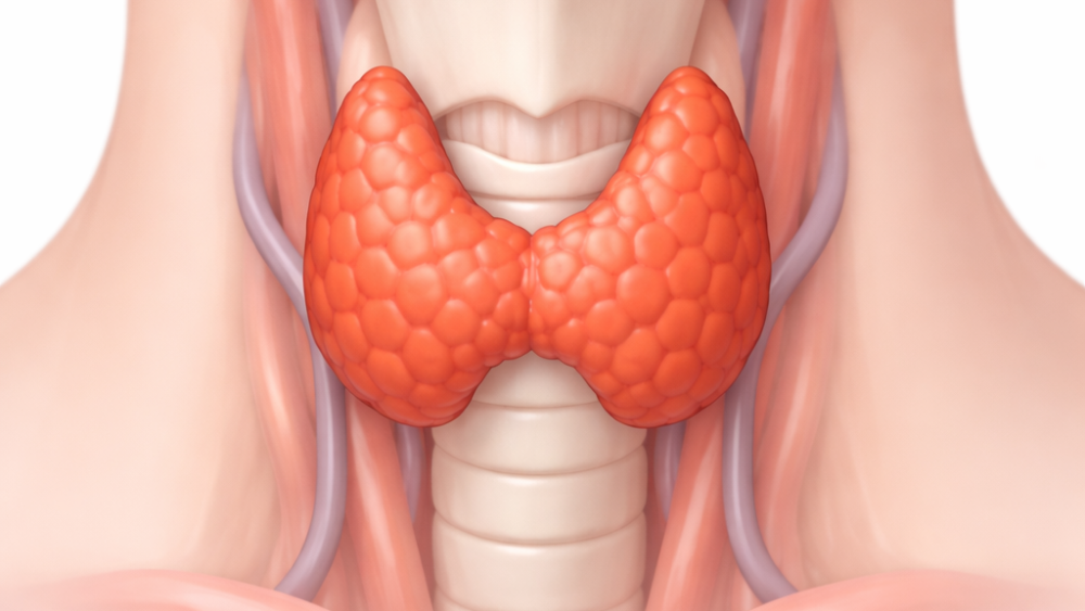 Bild som visar var sköldkörteln sitter i mitten av halsen. Bild AI genererad av Adobe Express.