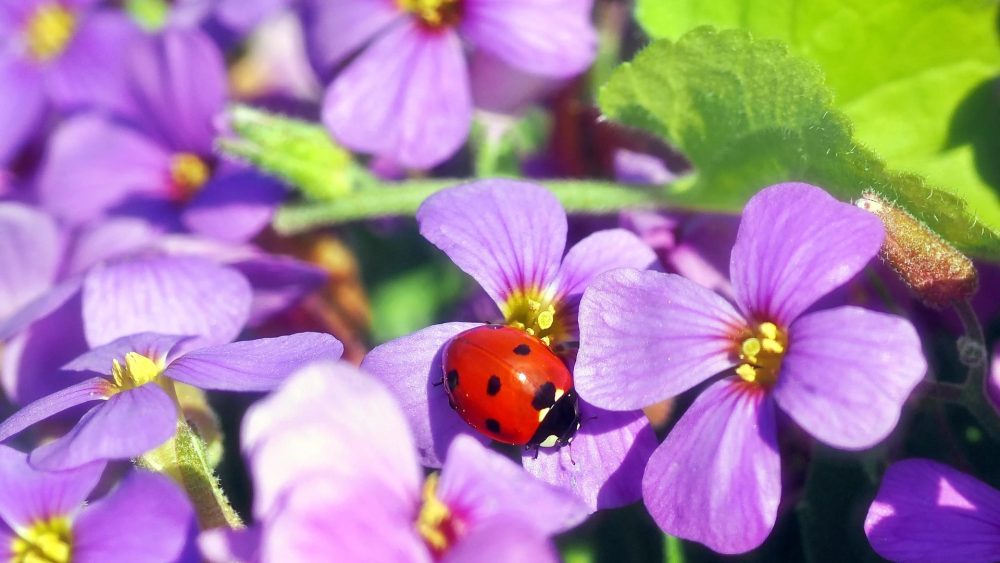 Lilafärgade blommor med en nyckelpiga. Sommarbild från PIxabay. Foto.