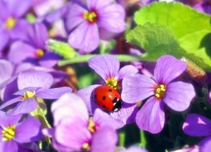 Lilafärgade blommor med en nyckelpiga. Sommarbild från PIxabay. Foto.